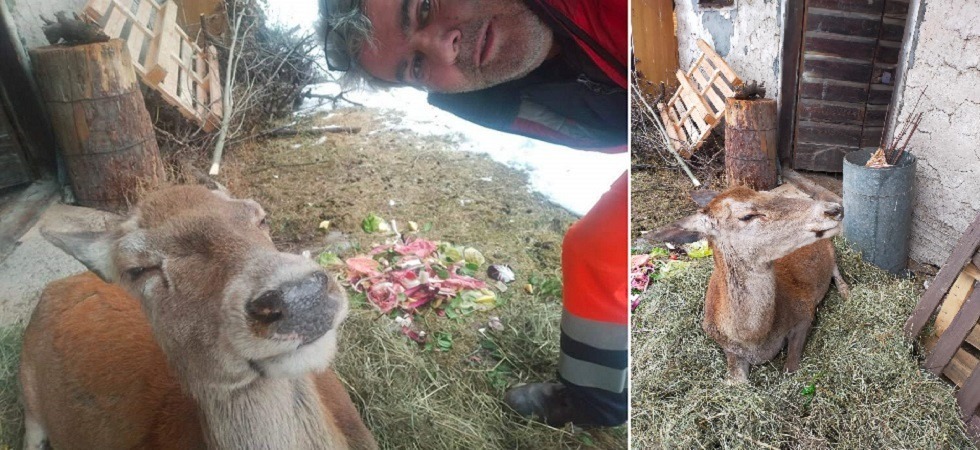 “La cerva Angela torna ogni notte a dormire nel mio giardino”